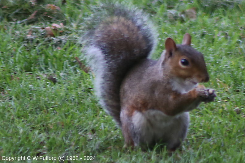 Grey squirrel in Bridgford Park 